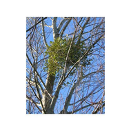 Misteln-im-baum