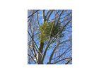 Misteln-im-baum