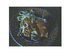 Guten-appetit