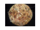 Pizza-mit-folie