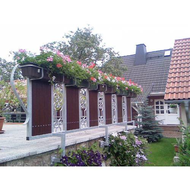 Die-geranien