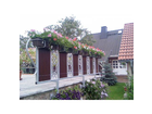 Die-geranien