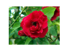 Die-blume-der-liebe-35mm-olympus-aufnahme-erfolgt-mir-der-e-450