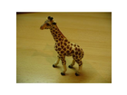 Giraffenbaby