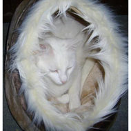 Hoehle-mit-kater