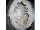 Hoehle-mit-kater