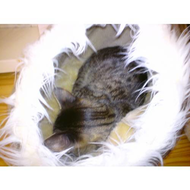 Filou-im-minou-klingt-super