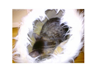 Filou-im-minou-klingt-super