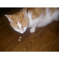 Die-katze-dazu