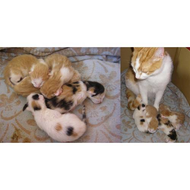 Und-die-ganze-katzenfamilie