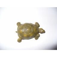 Riesenschildkroete