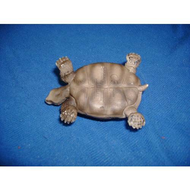 Schleich Wild Life 14304 Riesenschildkröte Testberichte bei yopi.de