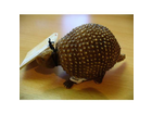 Glyptodon