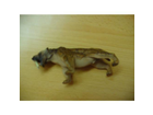 Smilodon