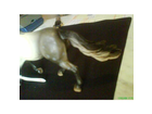 Schweif