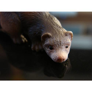Schleich-wild-life-frettchen