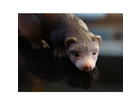 Schleich-wild-life-frettchen