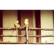 Gruene-meerkatzen