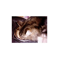 Cosma-katzenfutter