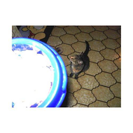Ab-zur-quaengelnden-katze