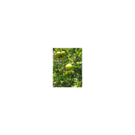 Mandarinenbaeumchen