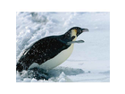 Pinguine-springen-aus-dem-meer