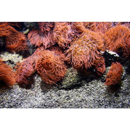 Korallen-aus-einem-aquarium-ohne-blitz-keine-verwackelung