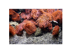 Korallen-aus-einem-aquarium-ohne-blitz-keine-verwackelung