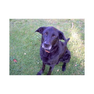 Charlie-der-gr-labbimischling