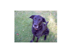 Charlie-der-gr-labbimischling