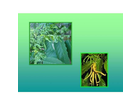 Ylang-ylang