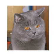 Kater-baxter