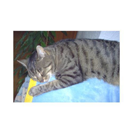 Katze-kralle