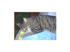 Katze-kralle