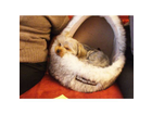 Unsere-lilly-schlaeft-und-traeumt