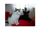 Kater-felix-und-wuffi-snoopy