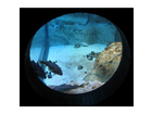 Fische-blicken-aus-dem-aquarium