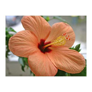 Kaufland-k-classic-hagebutte-mit-hibiskus