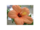 Kaufland-k-classic-hagebutte-mit-hibiskus