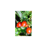 Kaufland-k-classic-hagebutte-mit-hibiskus