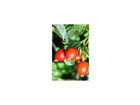 Kaufland-k-classic-hagebutte-mit-hibiskus