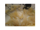 Sauerkraut-nah-auf-dem-teller
