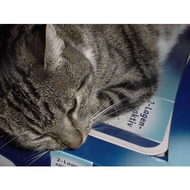 Fuer-mehr-ist-die-catsanette-auch-nicht-zu-gebrauchen