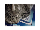 Fuer-mehr-ist-die-catsanette-auch-nicht-zu-gebrauchen