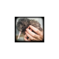 Corinne-cobson-kiwi