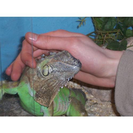 Rufus-bei-seinen-krauleinheiten
