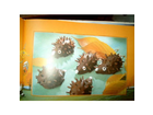 Schoko-igel