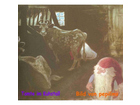 Tomte-im-kuhstall