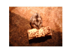 Zwerghamster-bei-der-arbeit-am-biscuit