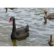 Der-schwarze-schwan-im-st-james-park